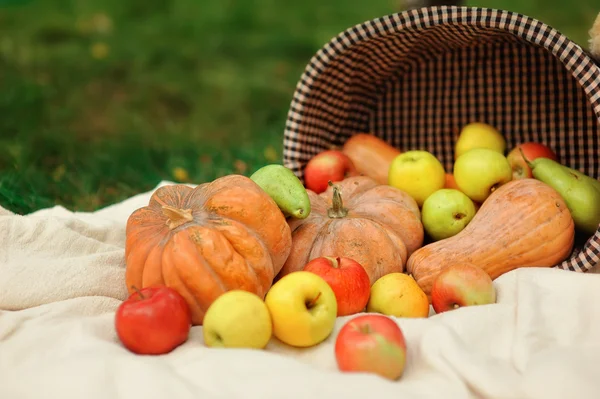 Geerntete Kürbisse mit Herbstblättern — Stockfoto