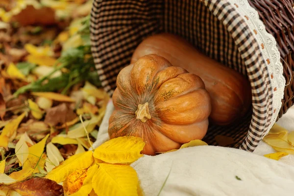Harvested pumpkins with fall leaves — Stock Photo, Image