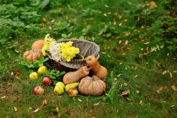 Sklizené dýně s podzim listí — Stock fotografie