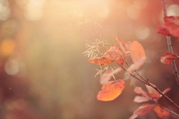 Paesaggio d'autunno — Foto Stock