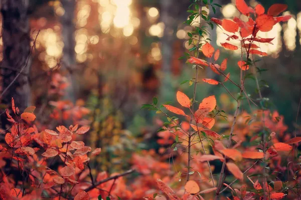 Herbstliche Landschaft — Stockfoto