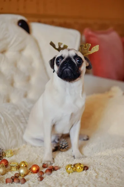 Pug on a holiday — Stock Photo, Image