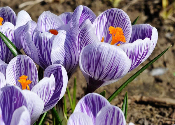 Tulipanes de primavera — Foto de Stock