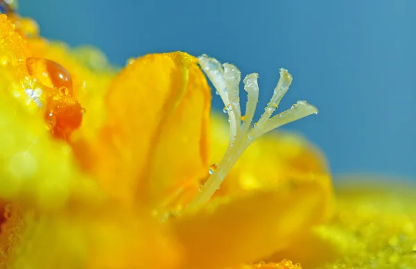 Spring Flowers — Stock Photo, Image