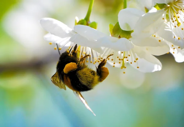 Floraison de printemps — Photo