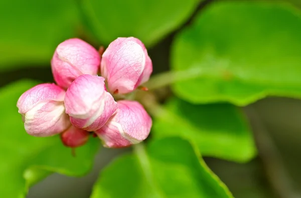 Frühlingsknospe — Stockfoto