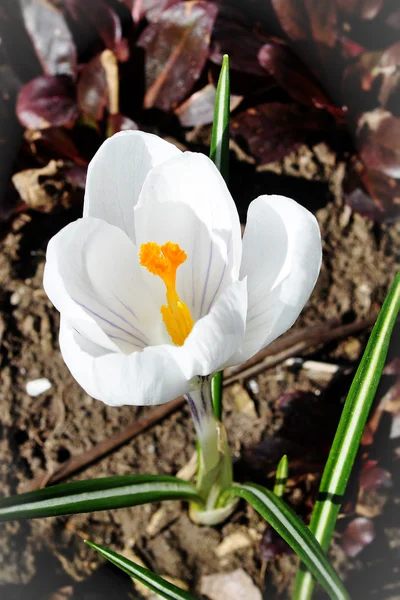 Fiori primaverili — Foto Stock