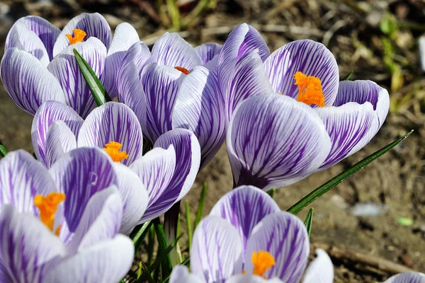 Spring Flowers — Stock Photo, Image