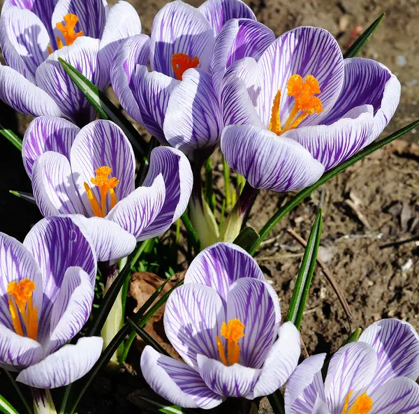 Spring Flowers — Stock Photo, Image