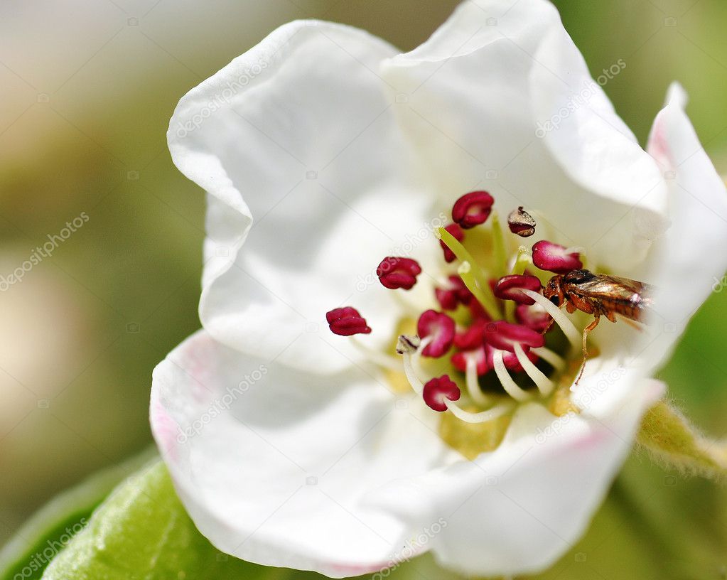 spring bloom