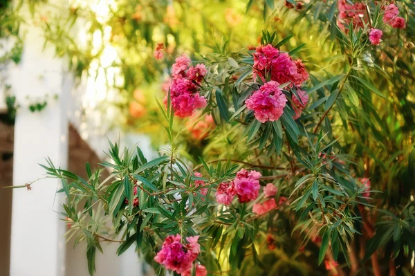 Blommande buske — Stockfoto
