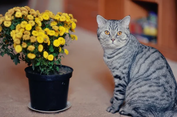 Cat and flowers — Stock Photo, Image