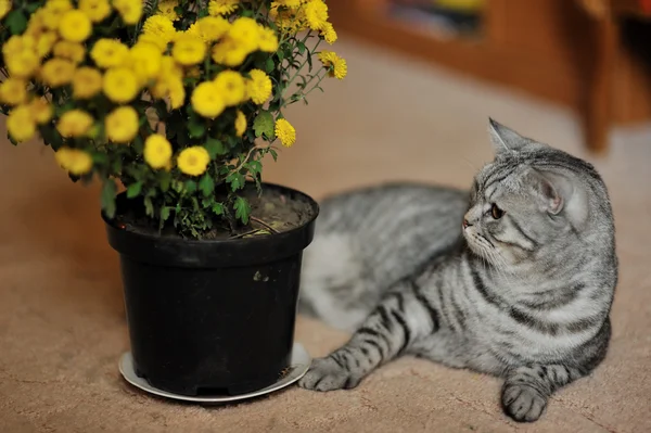 Gato y flores —  Fotos de Stock