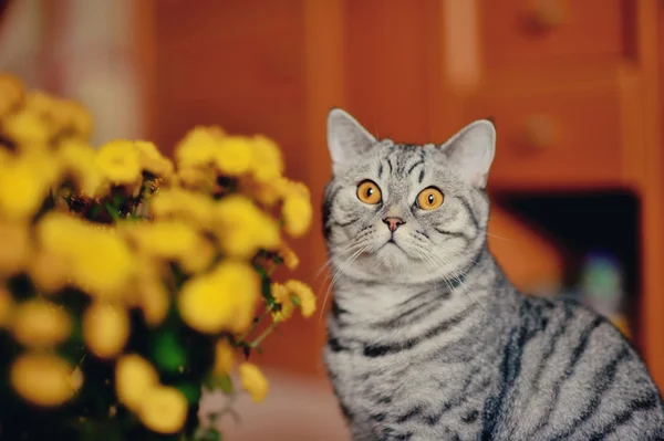 Katze und Blumen — Stockfoto