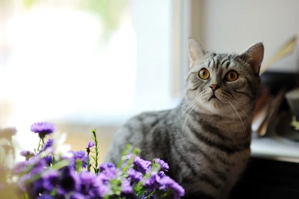 Katze und Blumen — Stockfoto