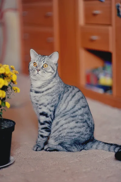 Gato y flores —  Fotos de Stock