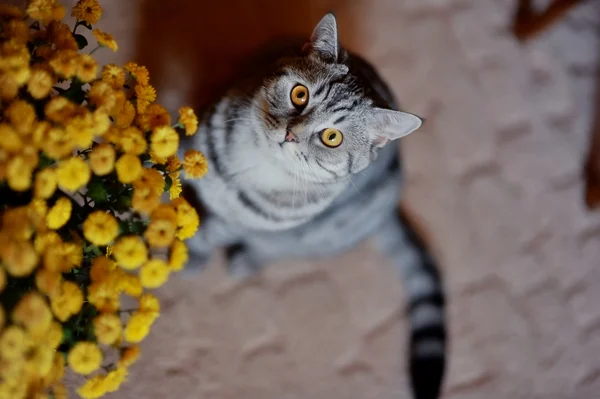 Kat en bloemen — Stockfoto