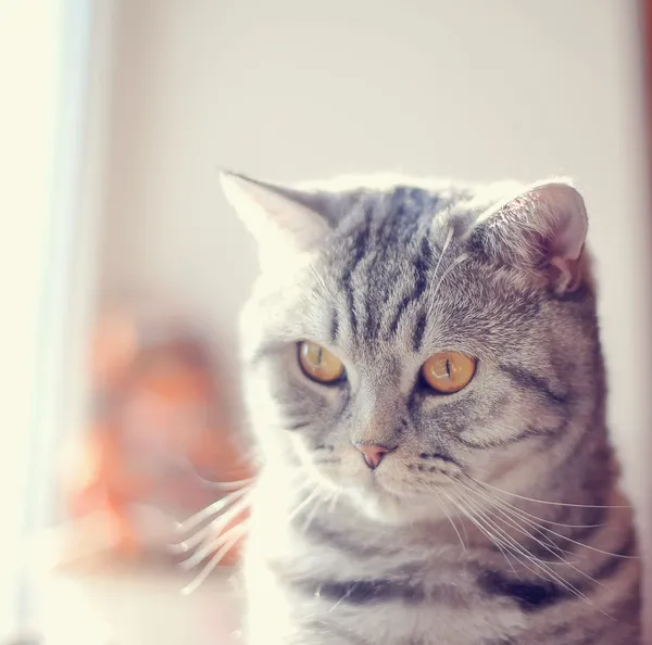 Gatinho bonito — Fotografia de Stock