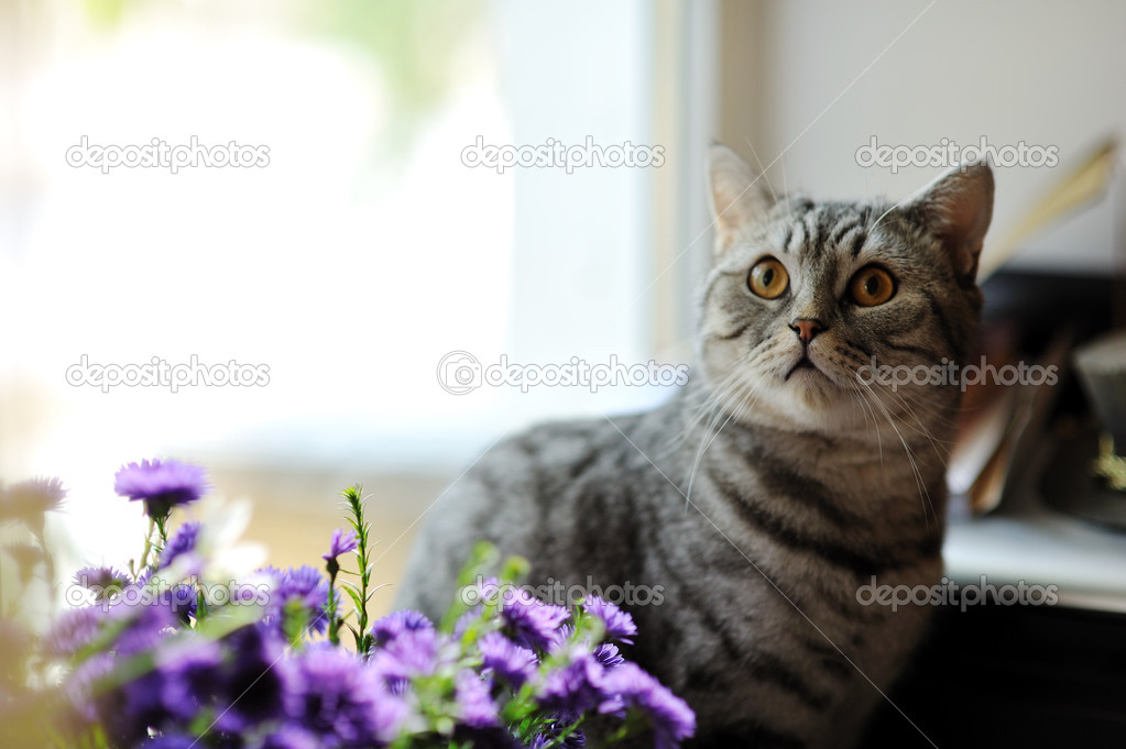 Cat and flowers