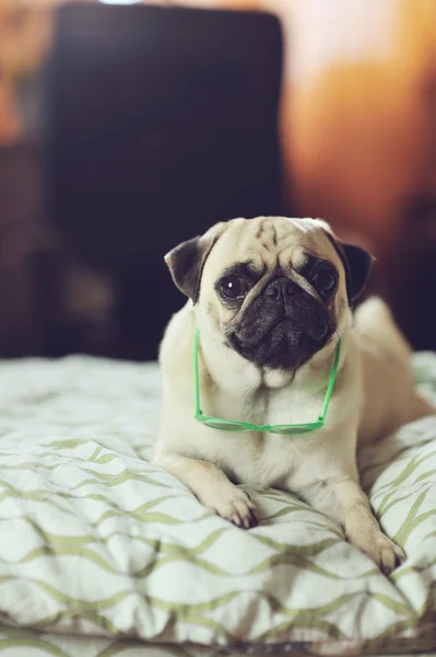 Köpek pug — Stok fotoğraf