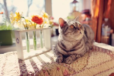 kedi ve çiçekler