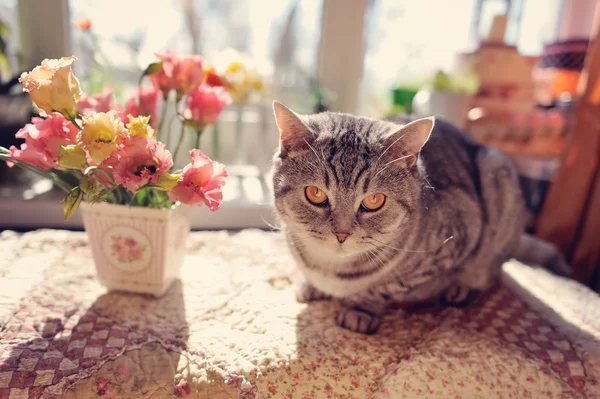 Gato e flores — Fotografia de Stock