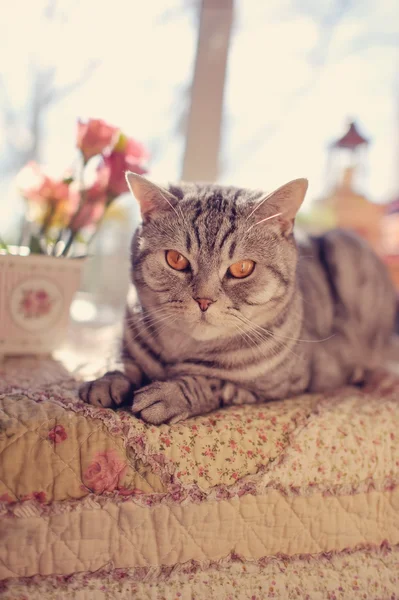 Gatto e fiori — Foto Stock