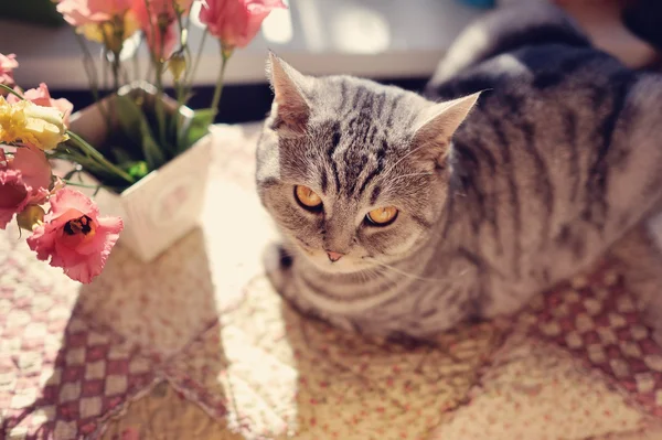 Cat and flowers — Stock Photo, Image