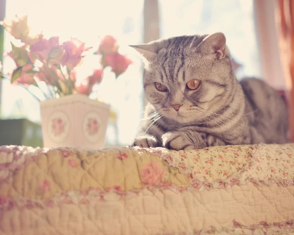 Gato e flores — Fotografia de Stock