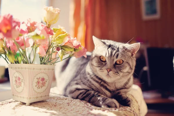 Gato e flores — Fotografia de Stock