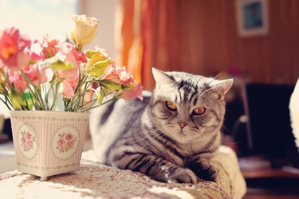 Cat and flowers — Stock Photo, Image