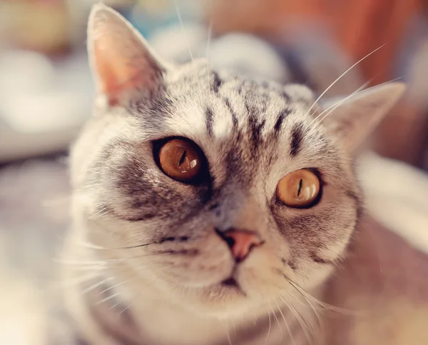 Raça britânica de gato — Fotografia de Stock