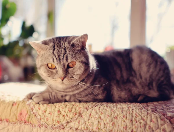 British breed of cat — Stock Photo, Image