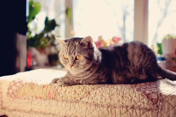 Raça britânica de gato — Fotografia de Stock