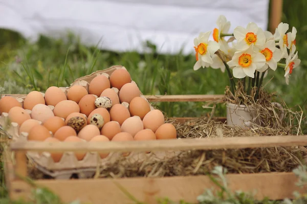 Bricka med ägg — Stockfoto