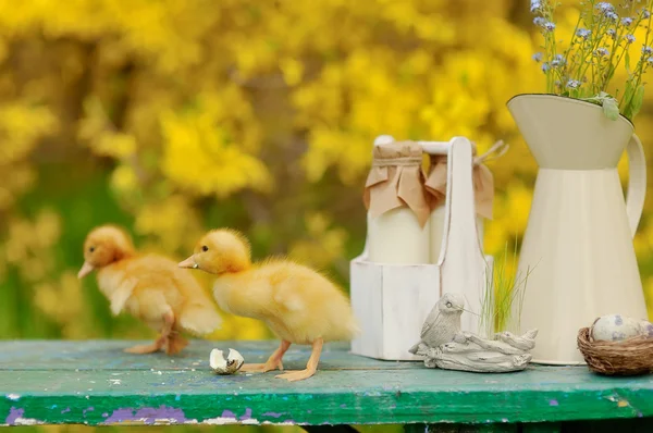 Yellow ducklings — Stock Photo, Image