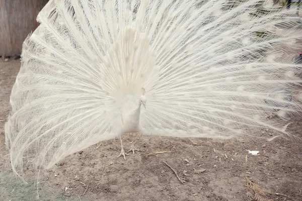 Pavão — Fotografia de Stock