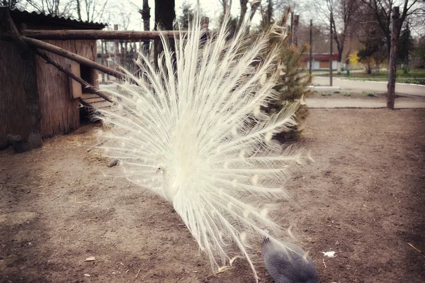 Peacock — Stock Photo, Image