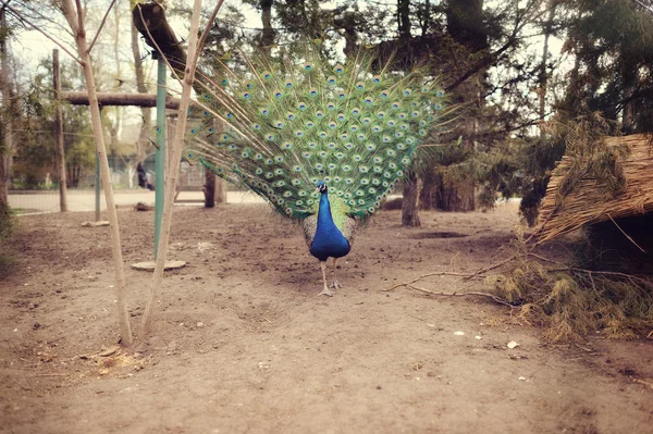 Peacock — Stock Photo, Image