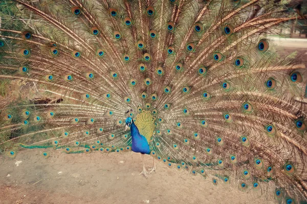 Peacock — Stock Photo, Image