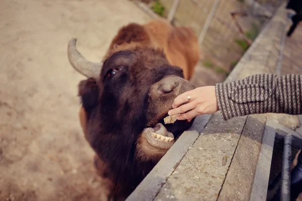 Muzzle bison — Stock Photo, Image