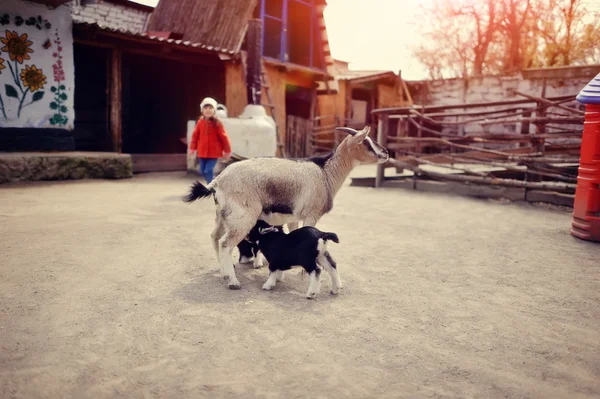 Keçi çocuklar ile — Stok fotoğraf