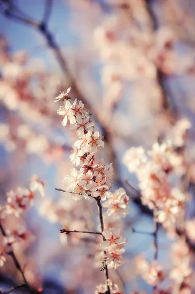 開花枝 — ストック写真