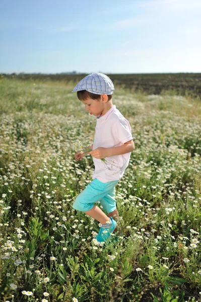 Ängen blommor — Stockfoto