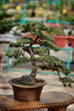 Bonsai