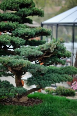 Bonsai