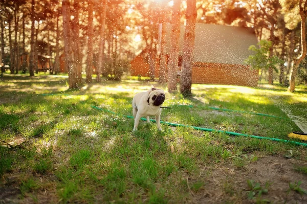 Hondenras pug — Stockfoto