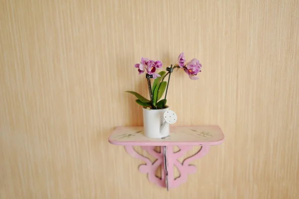 Orchidee — Stockfoto