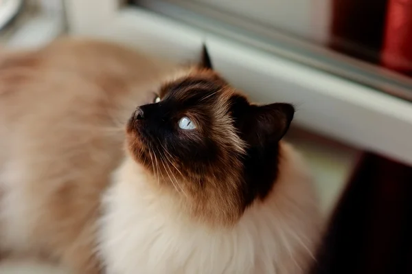 Gato bonito — Fotografia de Stock