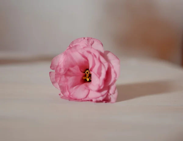 단일 분홍색 꽃 — 스톡 사진
